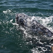 IMG 0001 2 (254)
